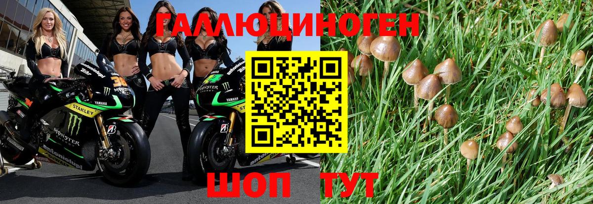 Псилоцибиновые грибы Psilocybe  цены наркотик  Каспийск 